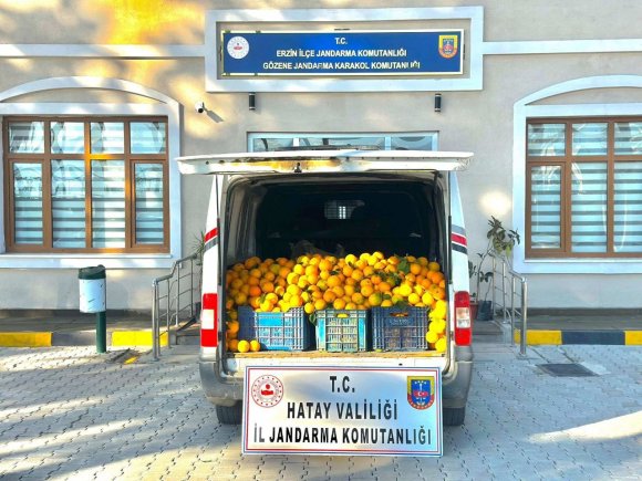 PORTAKAL HIRSIZLARI SUÇÜSTÜ YAKALANDI