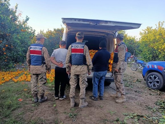 PORTAKAL HIRSIZLARI SUÇÜSTÜ YAKALANDI