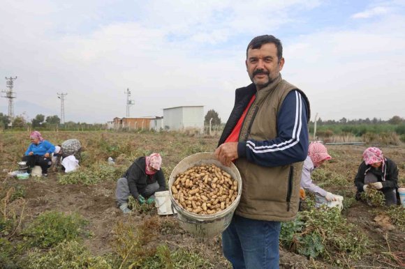 KURAKLIĞIN REKOLTEYİ ETKİLEDİĞİ YER FISTIĞINDA HASAT BAŞLADI