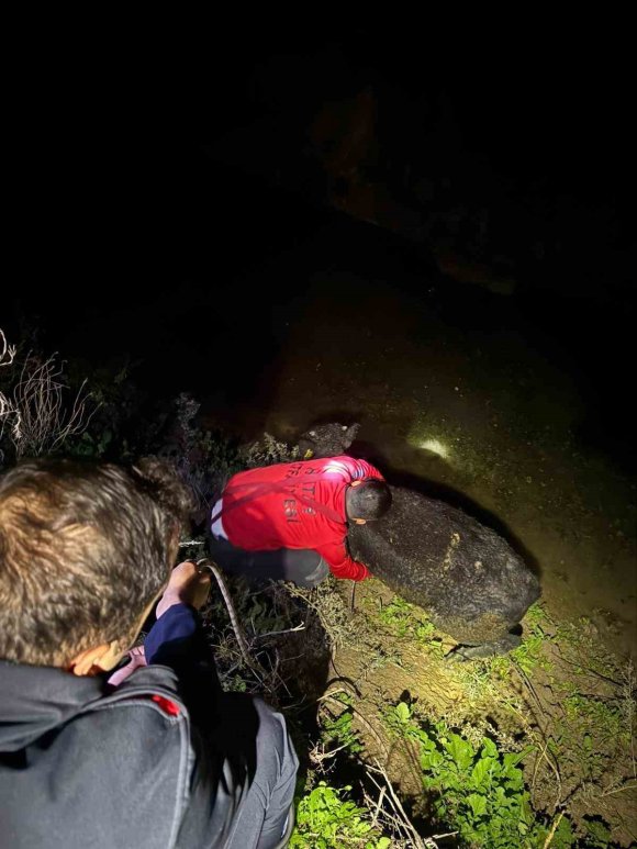 SU KANALINA DÜŞEN BUZAĞIYI İTFAİYE KURTARDI