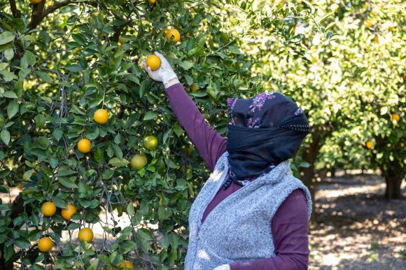 MERSİN KAN PORTAKALINDA HEDEF AB TESCİLİ