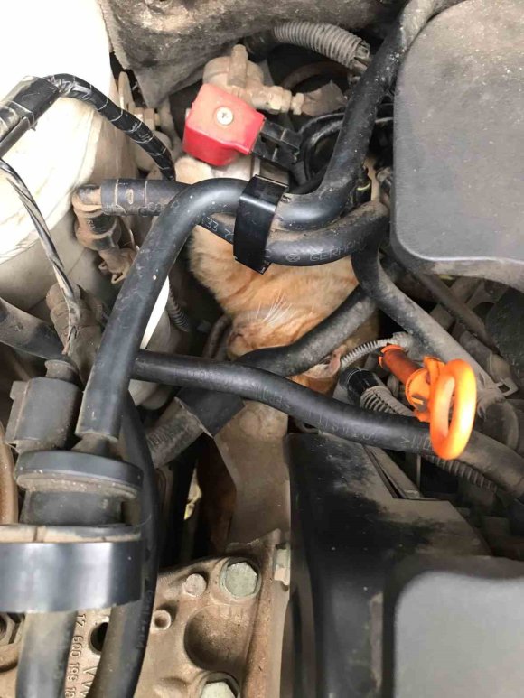 ÜŞÜYEN KEDİ, OTOMOBİLİN MOTORUNA GİRDİ