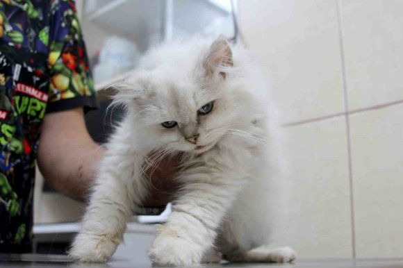 KEDİDE DÜNYADA GÖRÜLMEMİŞ ANOMALİ: BAŞARILI OPERASYONLA SAĞLIĞINA KAVUŞTU