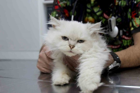 KEDİDE DÜNYADA GÖRÜLMEMİŞ ANOMALİ: BAŞARILI OPERASYONLA SAĞLIĞINA KAVUŞTU