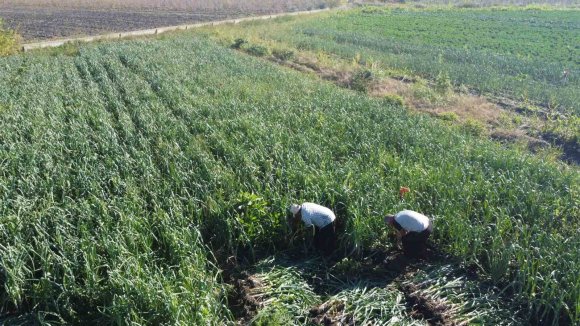 KOZAN’DA PIRASA HASADI BAŞLADI: 20-22 TL’DEN ALICI BULUYOR