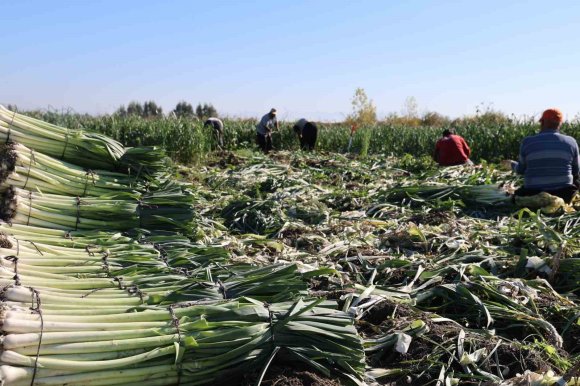 KOZAN’DA PIRASA HASADI BAŞLADI: 20-22 TL’DEN ALICI BULUYOR