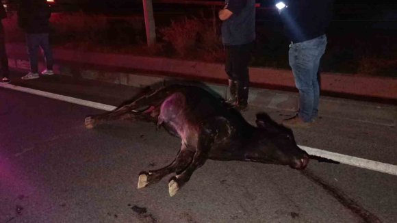 AĞILDAN KAÇAN İNEK, ARAÇLARIN ÇARPMASI SONUCU TELEF OLDU