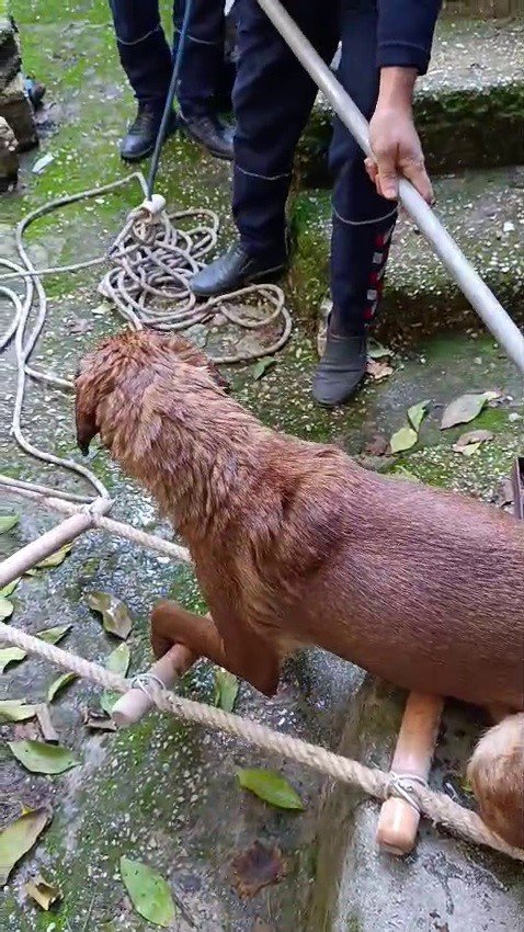 KUYUYA DÜŞEN KÖPEĞİ İTFAİYE KURTARDI