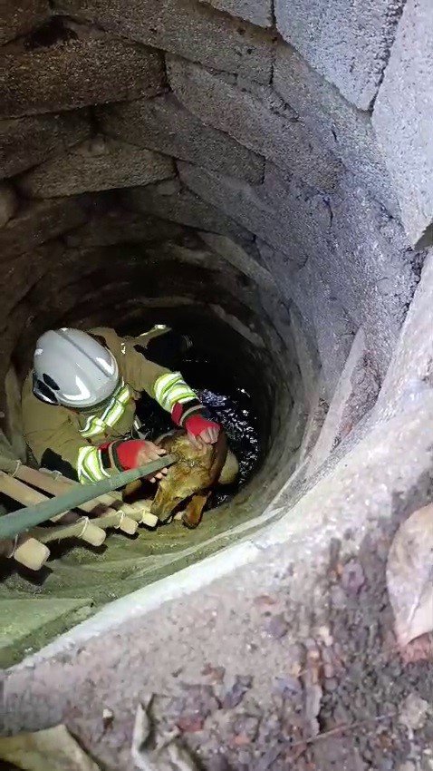 KUYUYA DÜŞEN KÖPEĞİ İTFAİYE KURTARDI