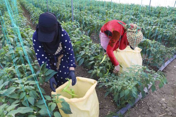 MERSİN’DE ÖRTÜ ALTI ÜRETİCİYE SERA İPİ VE TUZAK DESTEĞİ