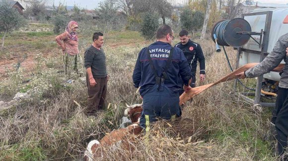 SU KANALINA DÜŞEN İNEK İTFAİYENİN 1 SAATLİK ÇALIŞMASIYLA KURTARILDI
