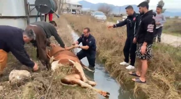 SU KANALINA DÜŞEN İNEK İTFAİYENİN 1 SAATLİK ÇALIŞMASIYLA KURTARILDI