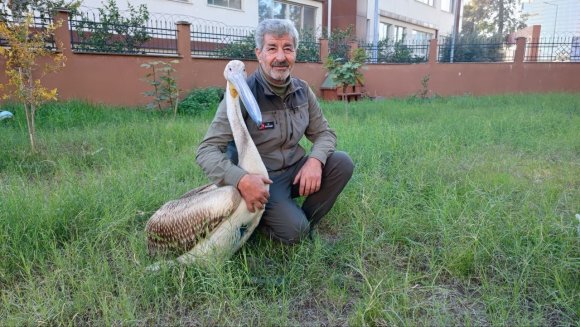 YARALI PELİKANIN YÜREK ISITAN DOSTLUĞU