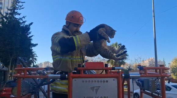 KÖPEKTEN KAÇAN KEDİ 3 GÜN AĞAÇTA MAHSUR KALDI
