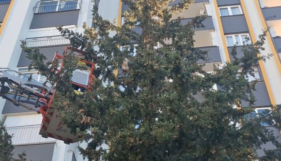 KÖPEKTEN KAÇAN KEDİ 3 GÜN AĞAÇTA MAHSUR KALDI