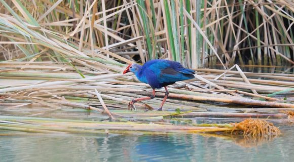 NESLİ TEHLİKEDEKİ ’SAZ HOROZU’ GÖKSU DELTASI’NDA GÖRÜNTÜLENDİ