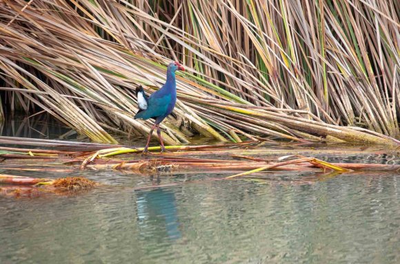 NESLİ TEHLİKEDEKİ ’SAZ HOROZU’ GÖKSU DELTASI’NDA GÖRÜNTÜLENDİ