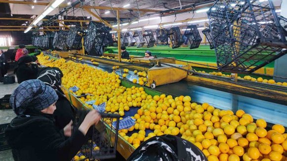 YENİ YIL ÖNCESİ NARENCİYEDE YOĞUN HASAT