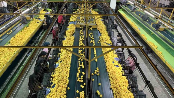 YENİ YIL ÖNCESİ NARENCİYEDE YOĞUN HASAT