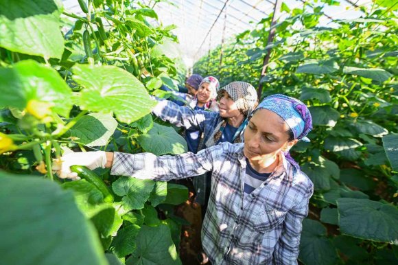 MERSİN’DE HIYAR FİDESİ DESTEĞİ AYDINCIK’TA HASADA DÖNÜŞTÜ