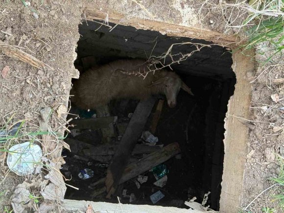 KUYUYA DÜŞEN KOYUNU İTFAİYE KURTARDI