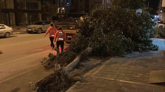 MERSİN’DE ŞİDDETLİ RÜZGAR AĞAÇLARI DEVİRDİ