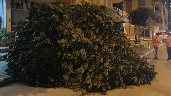 MERSİN’DE ŞİDDETLİ RÜZGAR AĞAÇLARI DEVİRDİ