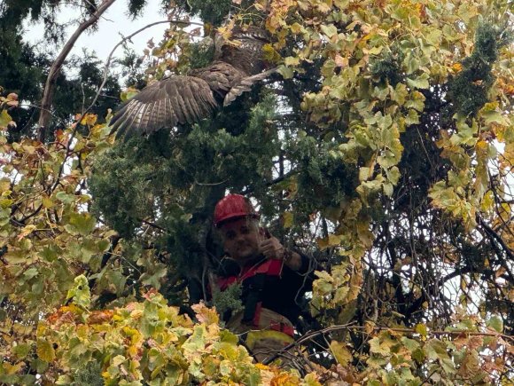 AĞAÇTA MAHSUR KALAN ŞAHİNİ İTFAİYE KURTARDI