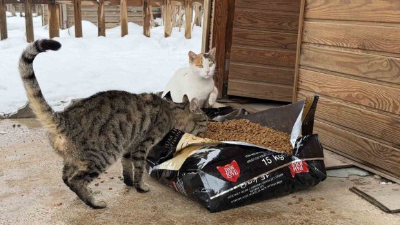 SOĞUK HAVALARDA SOKAK HAYVANLARINA ŞEFKAT ELİ