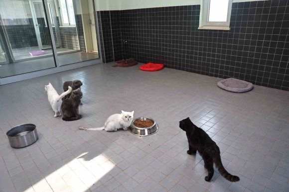 SOKAK HAYVANLARI GEÇİCİ BAKIMEVİ CAN DOSTLARA YENİ YUVA YOLU OLUYOR