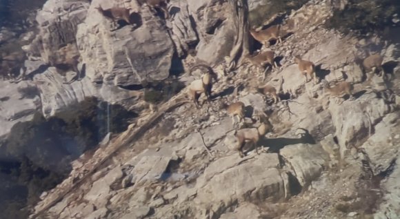 TOROSLARDAKİ YABAN KEÇİLERİ KORUMA ALTINDA