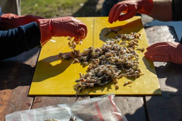 ADANA’DA 4 GÜNDE 128 BİN BALON BALIĞI TOPLANDI