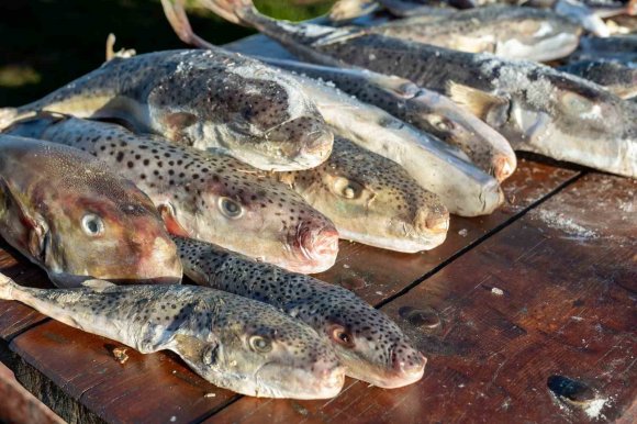 ADANA’DA 4 GÜNDE 128 BİN BALON BALIĞI TOPLANDI