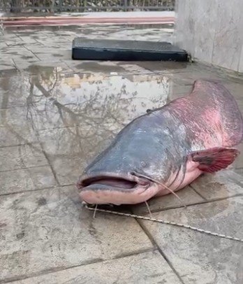 MERSİN’DE GÖKSU NEHRİ’NDE YAKALANAN DEV YAYIN BALIĞI GÜÇLÜKLE KIYIYA ALINDI