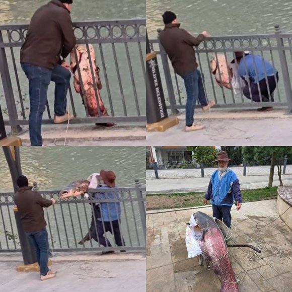 MERSİN’DE GÖKSU NEHRİ’NDE YAKALANAN DEV YAYIN BALIĞI GÜÇLÜKLE KIYIYA ALINDI