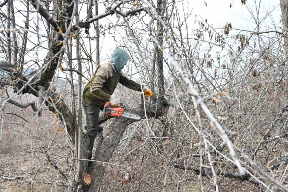 GÖLCÜK TABİAT PARKI’NDA ELMA BAHÇELERİ YENİDEN ÜRETİME KAZANDIRILIYOR