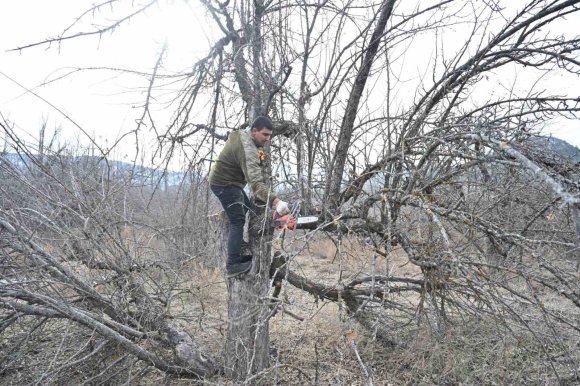 GÖLCÜK TABİAT PARKI’NDA ELMA BAHÇELERİ YENİDEN ÜRETİME KAZANDIRILIYOR