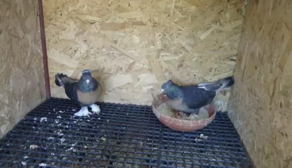 ASANSÖRE İDRARINI YAPIP KUŞ ÇALAN ŞÜPHELİ LİSE ÖĞRENCİSİ ÇIKTI