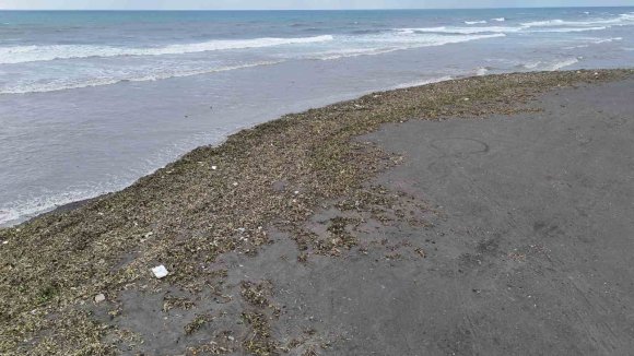 ASİ NEHRİNİ İSTİLA EDEN SU SÜMBÜLLERİ KUVVETLİ YAĞIŞLA BİRLİKTE AKDENİZ KIYISINI YEŞİLE BÜRÜDÜ