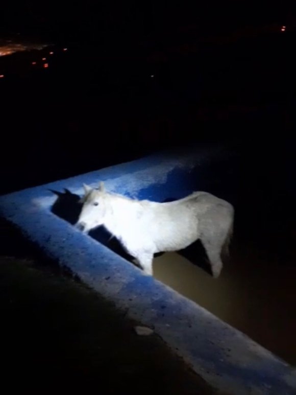 HAVUZA DÜŞEREK MAHSUR KALAN ATI İTFAİYECİLER KURTARDI
