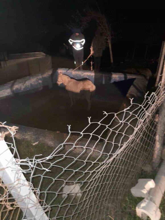 HAVUZA DÜŞEREK MAHSUR KALAN ATI İTFAİYECİLER KURTARDI