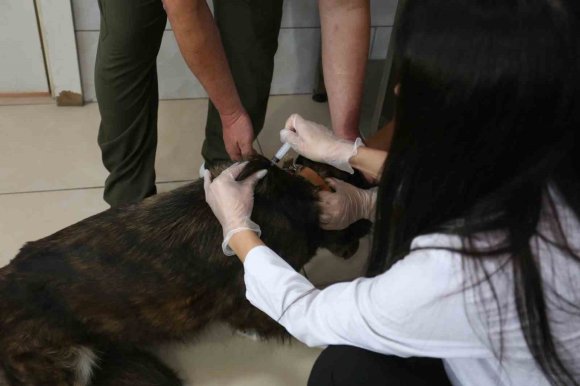 KEPEZ’İN ŞEFKAT ELİ 2025’TE BİNLERCE CAN DOSTA UZANDI