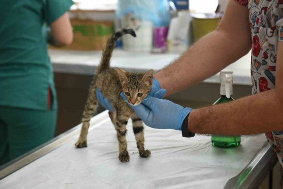 KEPEZ’İN ŞEFKAT ELİ 2025’TE BİNLERCE CAN DOSTA UZANDI