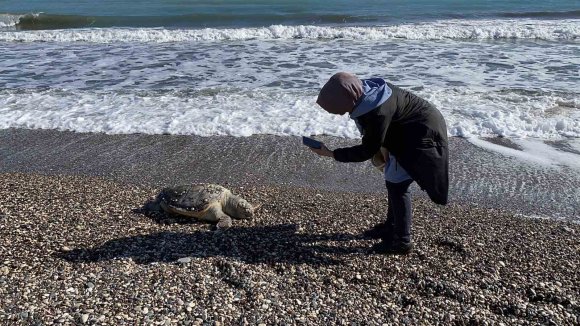 ERDEMLİ SAHİLİNDE ÜZÜCÜ MANZARA: 2 GÜNDE 2 CARETTA CARETTA TELEF OLDU