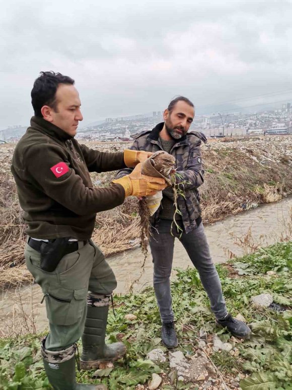 YARALI ŞAHİN KURTARILDI