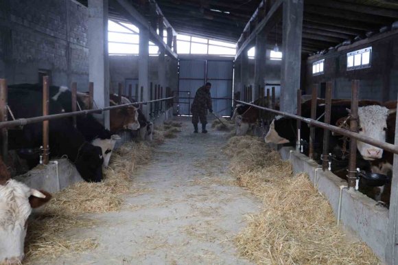 HAYVAN ÜRETİCİLERİNİN KURTLARLA BAŞI DERTTE