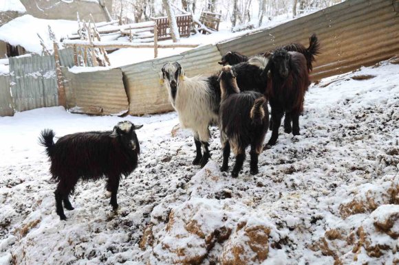 HAYVAN ÜRETİCİLERİNİN KURTLARLA BAŞI DERTTE
