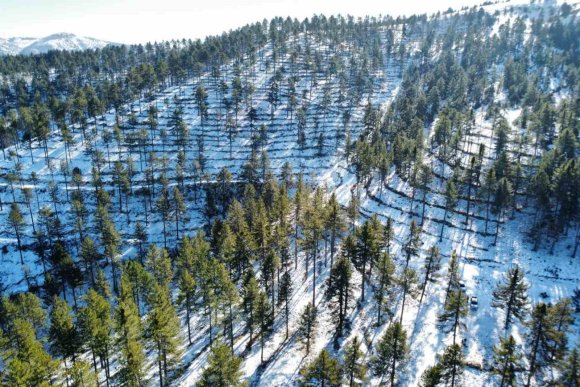 SAİMBEYLİ’DE ORMAN GELECEĞE HAZIRLANIYOR
