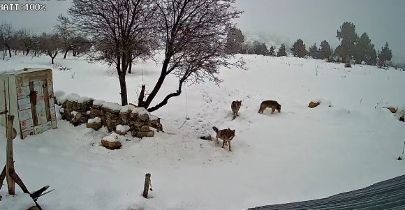 BOZYAZI’DA KURTLAR KÖYE İNDİ: O ANLAR KAMERADA
