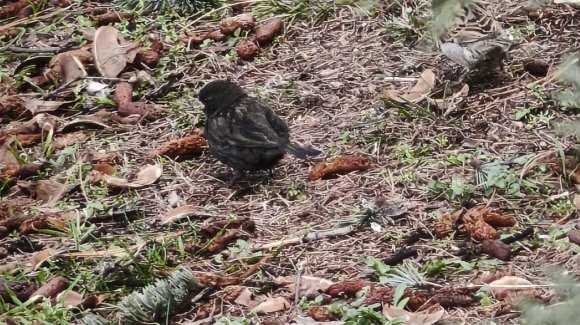 SERÇE SÜRÜSÜNÜN ARASINDA GÖRDÜLER, İSMİNİ ’KÖMÜR’ KOYDULAR